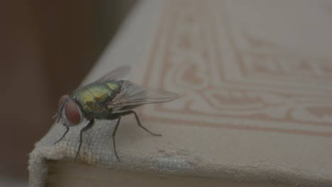 foto macro de una mosca colorida parada en un libro y caminando