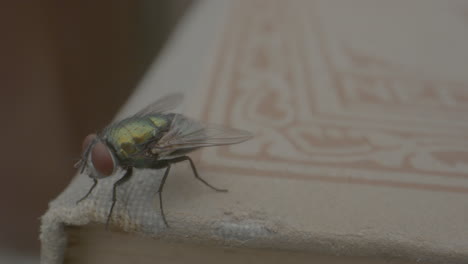 macro shot of colorful fly standing on a book and walking around