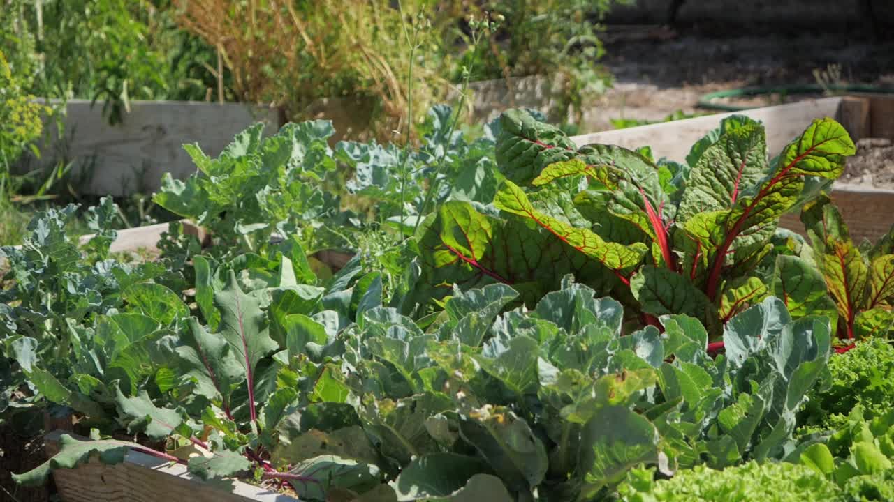 농장에서 자라는 녹색 신선한 양배추, 백그라운드에서 걷는 개 - 클로즈업, 슬로우 모션