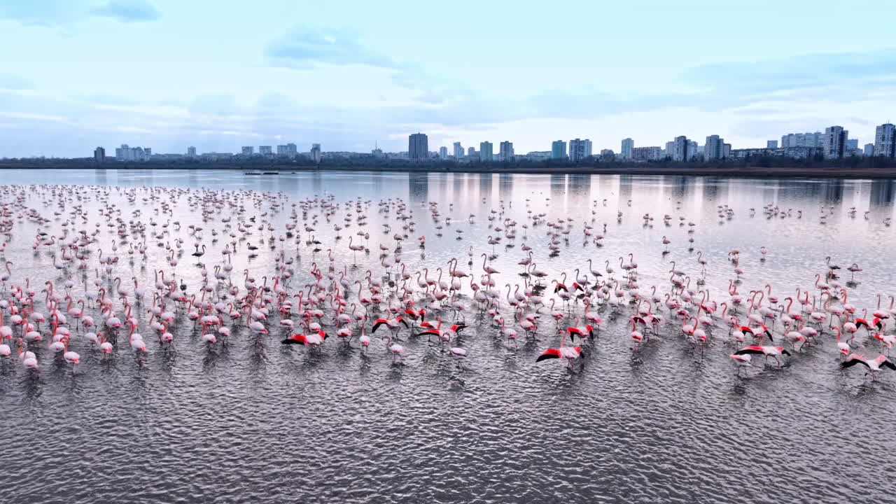 Flamencos reunidos en el agua cerca del horizonte de la ciudad durante la luz de la madrugada. Muchos flamencos están de pie en aguas poco profundas junto al horizonte de una ciudad al amanecer con nubes en el cielo.