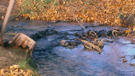 small babbling stream in nevada wetlands