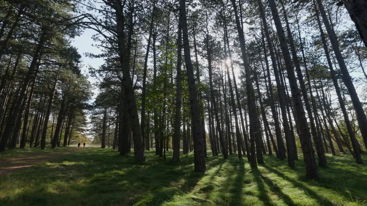 camino del bosque de pinos con la gente