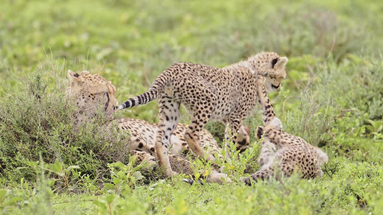 chicos de guepardo jugando en el serengeti tanzania en áfrica, juguetones guepardos lindos y animales bebés en el parque nacional del serengeti en animales de safari de vida silvestre africanos juego de conducción con áspero y caída