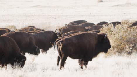 búfalo o bisonte americano migrando a través de la pradera de pastizales