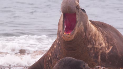 el dominante macho elefante marino llama y avanza mientras un pequeño cachorro trata de escapar , cámara lenta