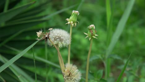 4k flor taraxacum erythrospermum planta