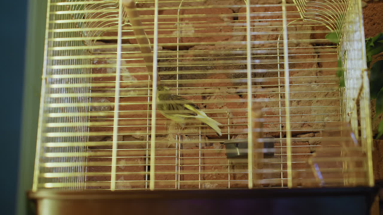 Small bird flutters upward inside white cage mounted on rustic brick wall, wings in motion as it ascends toward perch under soft indoor lighting surrounded by warm tones and subtle foliage