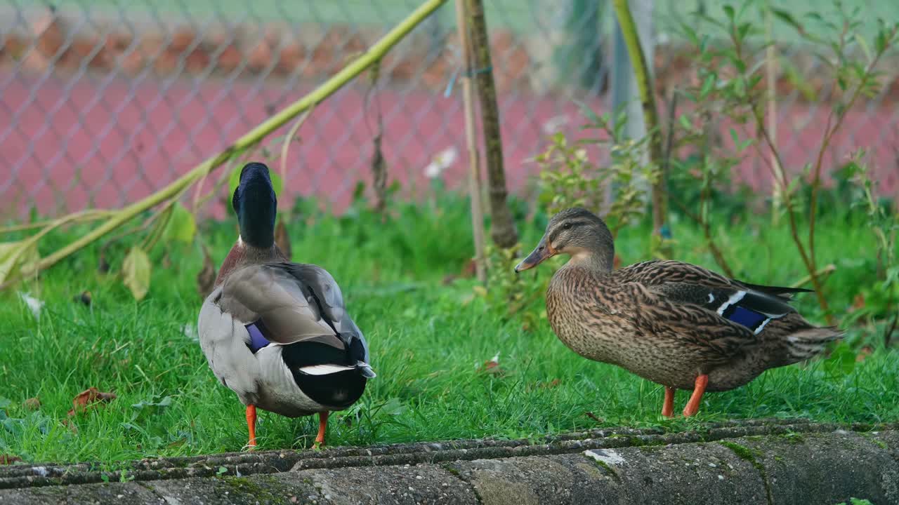 운하 둑에서 몸치장을 하고 있는 수컷과 암컷 오리