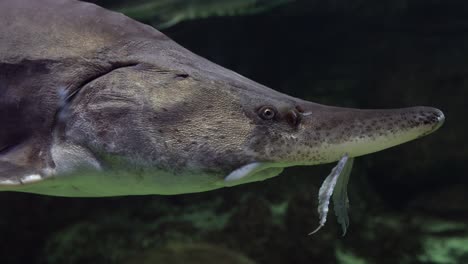un metraje a través del vidrio en el acuario