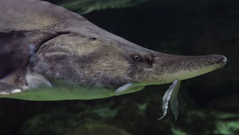 a footage through glass in aquarium