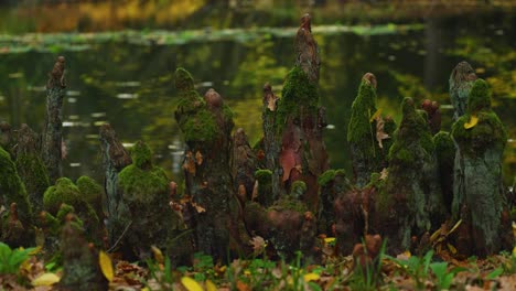 Rodillas-De-Ciprés-En-La-Libra-En-El-Bosque