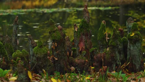 rodillas de ciprés en la libra en el bosque