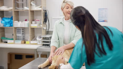 Woman,-vet-and-dog-on-table-for-discussion