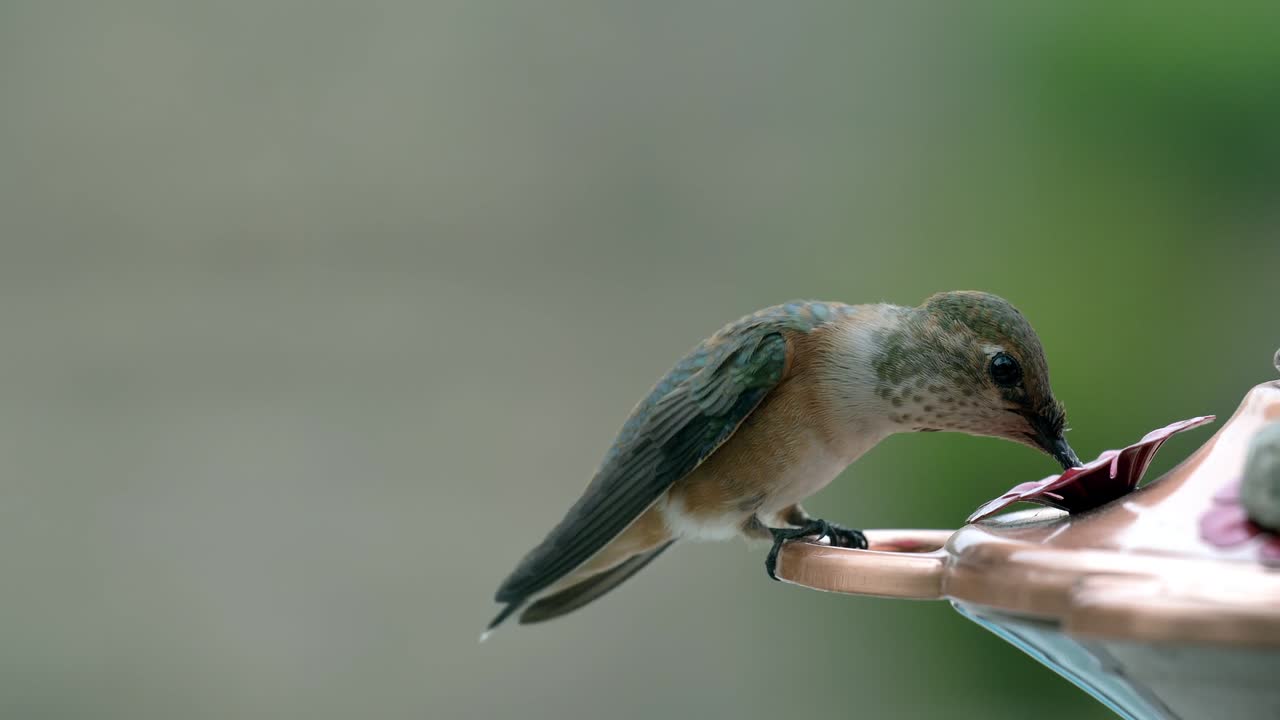 colibrí aislado flotando mientras bebe agua, toma de primer plano