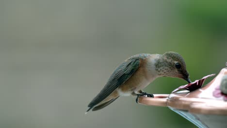 Colibrí-Aislado-Flotando-Mientras-Bebe-Agua,-Primer-Plano