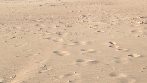 footprints in the sand