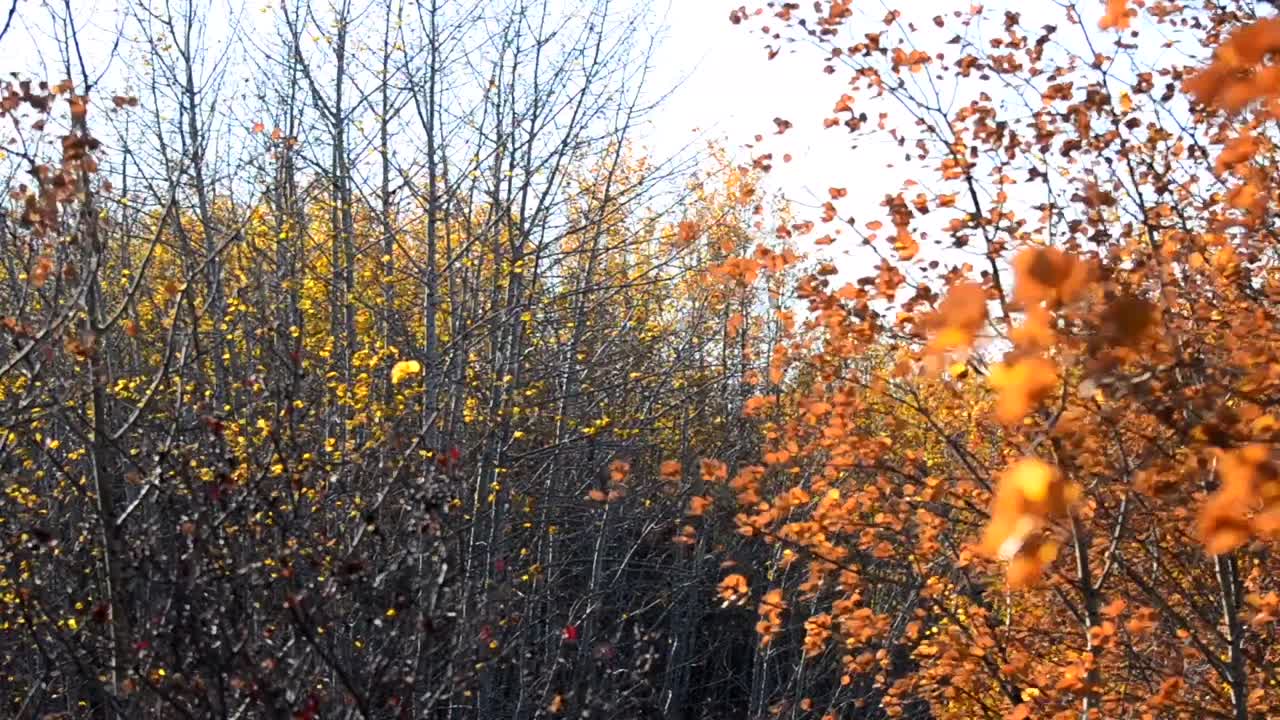Leaves of beautifully coloured trees moving rapidly in the wind with the low sun causing warm tones. Blurry orange foreground. Some trees already bare with no leaf on them.
