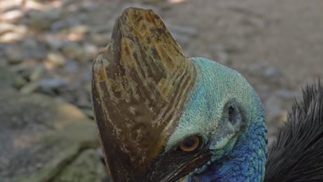 distinctive head of a two-wattled cassowary with casque on top