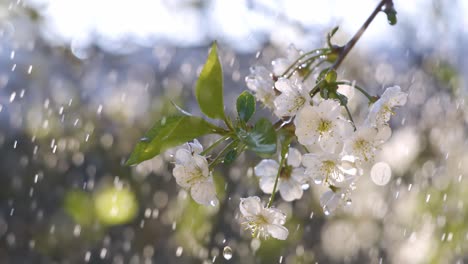 Kirschblütenzeit.-Frühlingsregentropfen-Fallen-Auf-Eine-Kirschblüte.-Aufgenommen-Mit-Super-Zeitlupenkamera-1000-Fps.