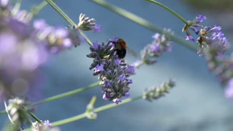 Abejas-En-La-Planta-De-Lavanda-Púrpura-En-Un-Día-Soleado-De-Finales-De-Verano-En-Inglaterra-Con-Fondo-Azul-Borroso