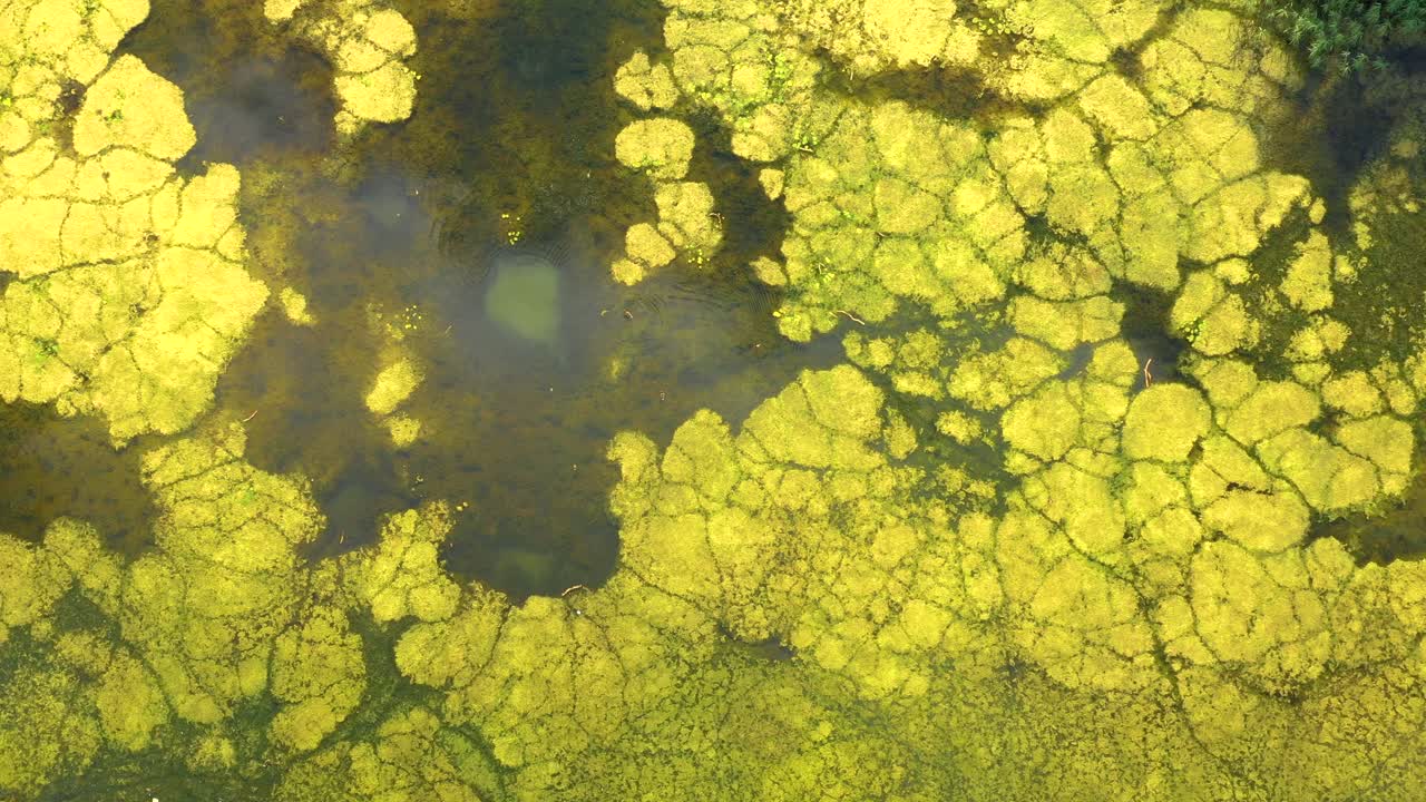 Vista dall'alto di un fiume esotico sinuoso che scorre attraverso zone umide verdi