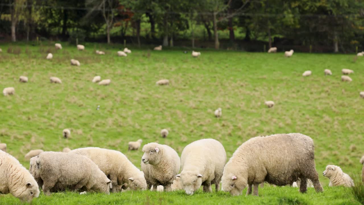 Diverse pecore e agnelli pascolano su erba verde lussureggiante in un ampio campo illuminato dal sole con uno sfondo boschivo. Telecamera statica, luce naturale.