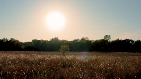 golden hour meadow sunset orbit around silhouette trees