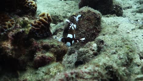 juvenile harlequin sweetlips mimics the look of a poisonous flatworm to protect itself from predators on a tropical coral reef