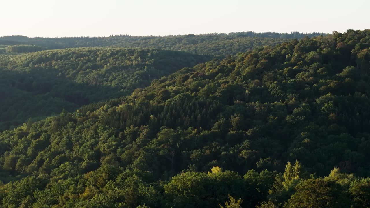 Paesaggio forestale lussureggiante