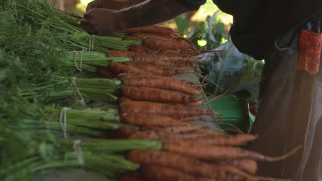el hombre prepara manojos de zanahorias recién recogidas en una granja de productos
