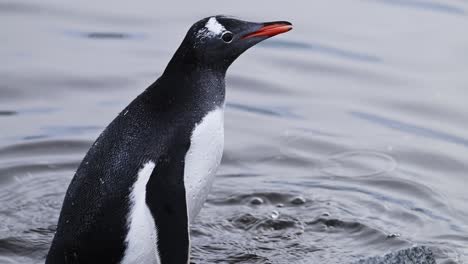 penguin swimming in sea water in southern ocean in antarctica on wildlife and animal antarctic peninsula nature tour