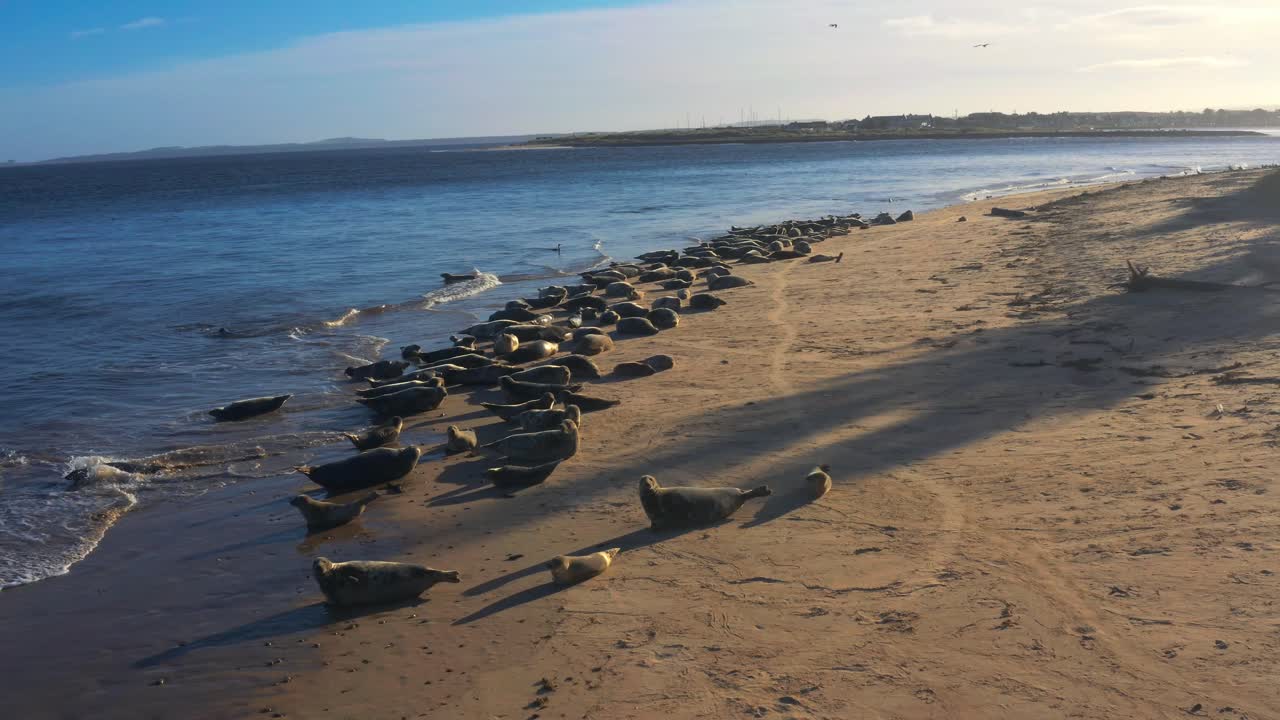 영국 스코틀랜드의 파인드호른 해변에서 휴식을 취하고 있는 해파리들의 공중 사진