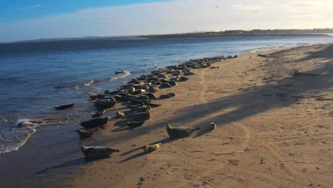 Toma-Aérea-De-Focas-Descansando-En-La-Playa-De-Findhorn-En-Escocia,-Reino-Unido.