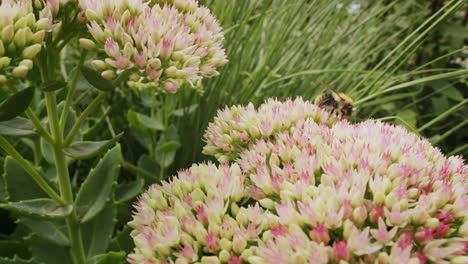 Bee-looking-for-nectar-on-stonecrop-flower-on-sunny-day-in-summer-in-park-garden