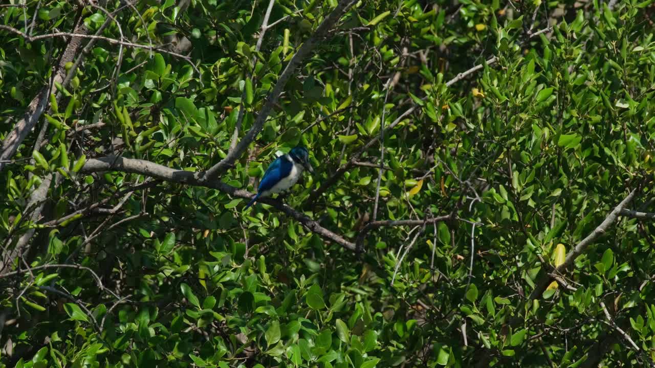 en lo profundo del árbol mirando hacia abajo para encontrar cualquier presa a la que atacar, el pescador de cuello todiramphus chloris, tailandia