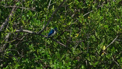 Encaramado-Profundamente-En-El-árbol-Mirando-Hacia-Abajo-En-Busca-De-Presas-Para-Atacar,-El-Martín-Pescador-De-Collar-Todiramphus-Chloris,-Tailandia