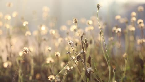 Hierba-De-Pradera-Natural-Sacudida-Por-El-Viento