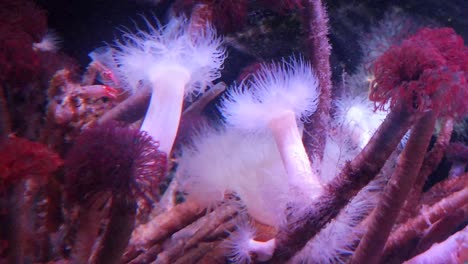 anémonas de mar en un acuario de londres