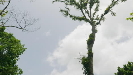 Low-angle-shot-of-tall-tree-overgrown-with-vines-alongside-banana-plantation-in-dense-jungle,-Dominican-Republic