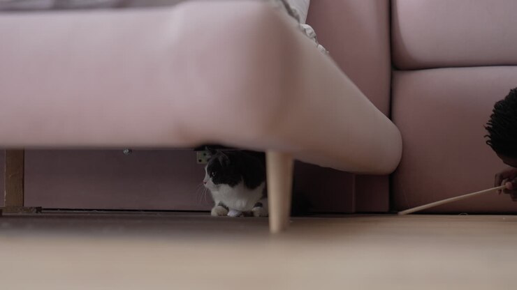 Gray cat under the sofa