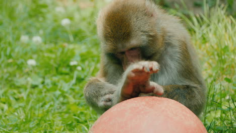 japanese macaque in its affairs - scratches a paw plays with a ball