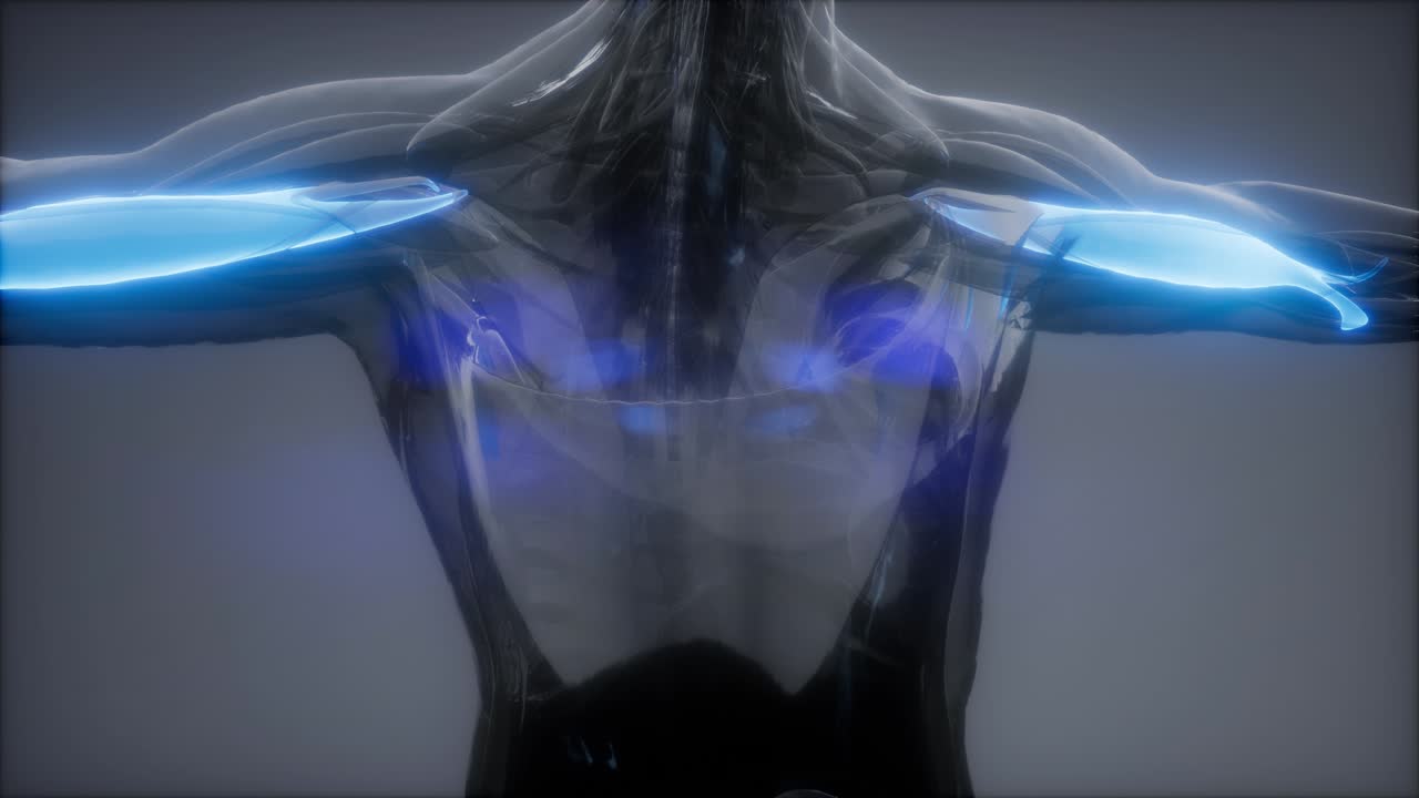 비 ⁇ 스 - 눈에 보이는 근육 해부학 지도