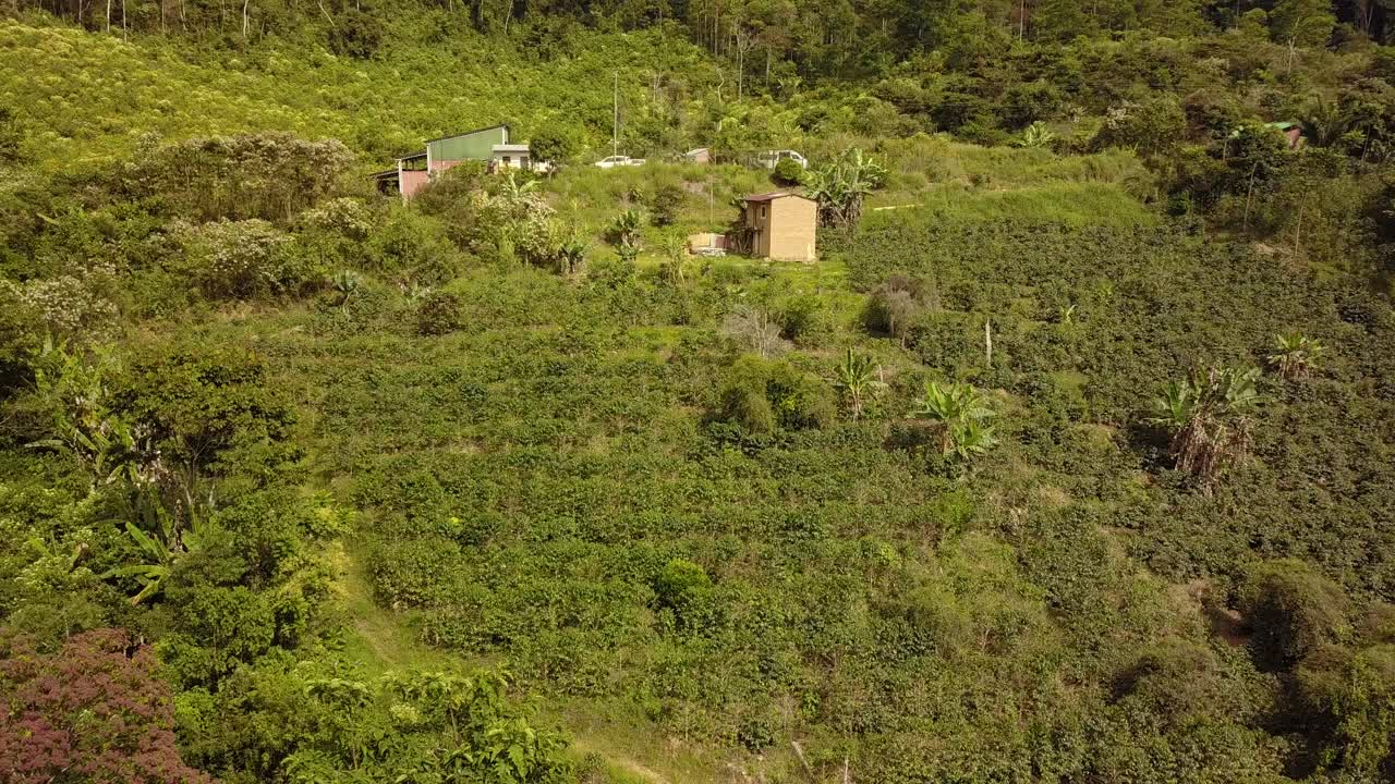 볼리비아 산악 정글 에 있는 커피 농장