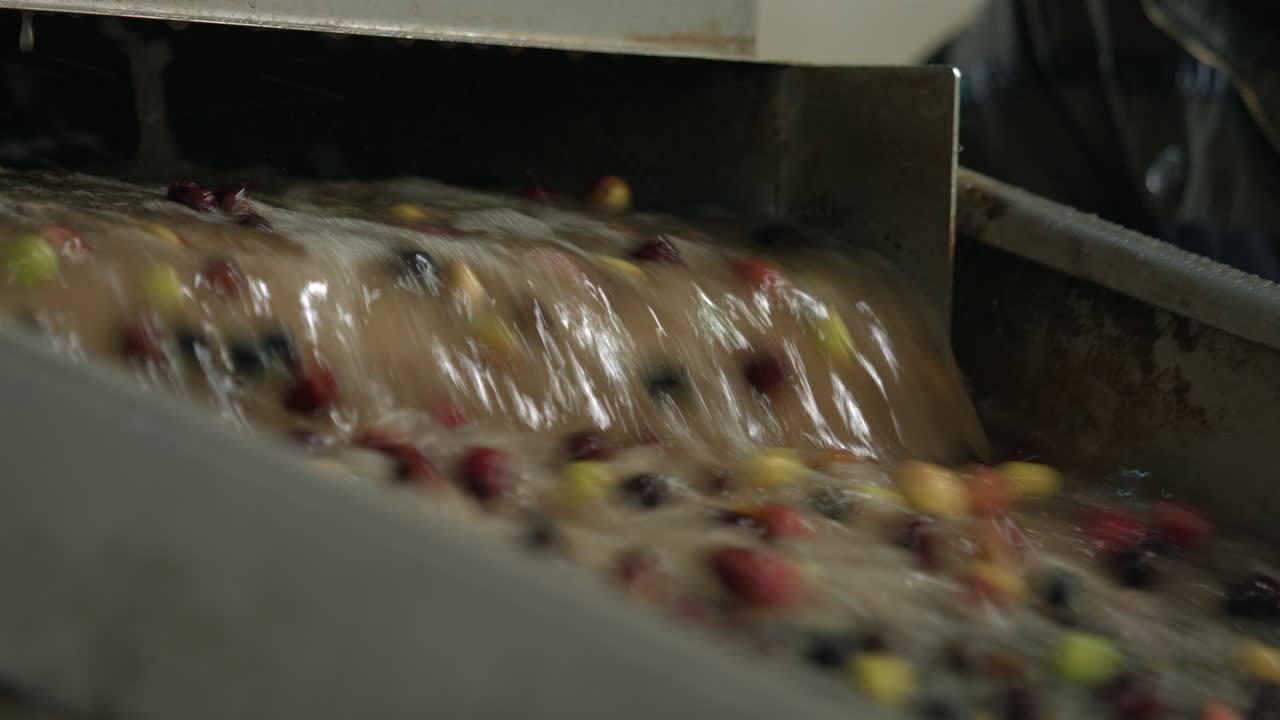 fábrica de aceite de oliva extracción de aceite de oliva