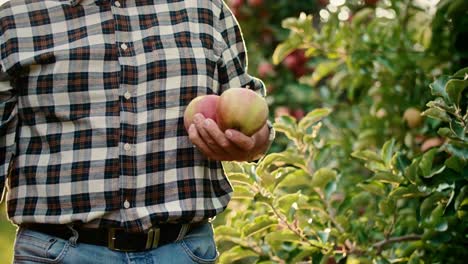 espectáculos de video portátiles de agricultores maduros que controlan las manzanas