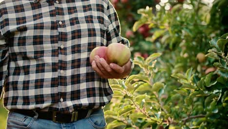 handheld video shows of mature farmer controlling apples