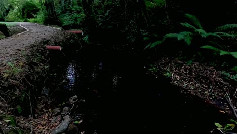 sewage pipes pour over the flow of the polluted stream under the trees beside the path, shot turning to the right, ordes, galicia, spain