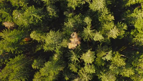 Tiro-De-Arriba-Hacia-Abajo-Sobre-Un-Bosque-Verde-Hasta-Un-Nivel-Superior-Para-Descubrir-Más-árboles-Del-Paisaje-Idílico