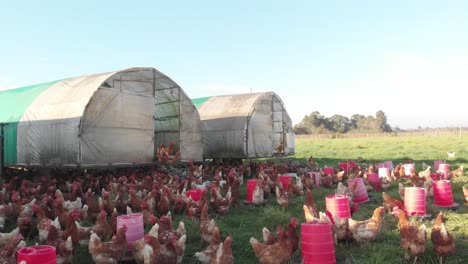 free range chickens on a farm