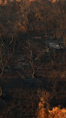 vertical aerial around burnt woods and scorched ground, forest fire aftermath